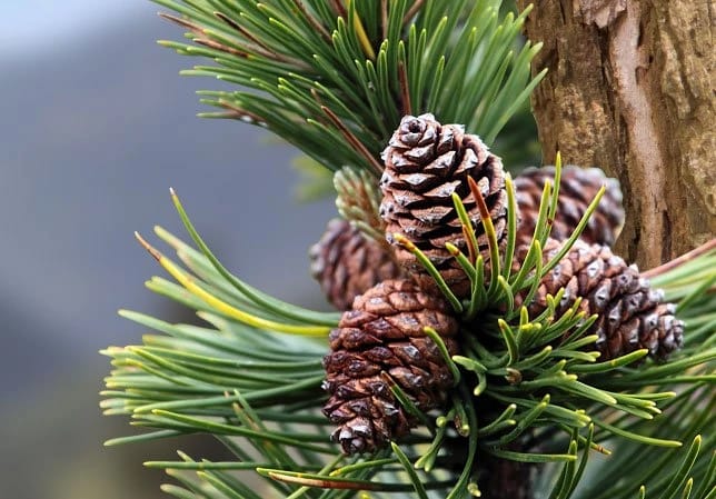Die österreichische Latschenkiefer – die natürliche Kraft der Alpen